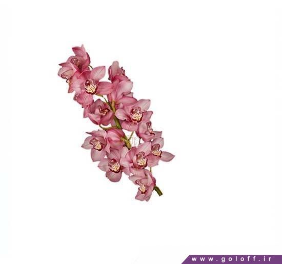 خرید اینترنتی گل ارکیده سیمبیدیوم اسکای - Cymbidium Orchid | گل آف